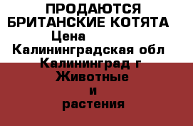 ПРОДАЮТСЯ БРИТАНСКИЕ КОТЯТА › Цена ­ 1 000 - Калининградская обл., Калининград г. Животные и растения » Кошки   . Калининградская обл.,Калининград г.